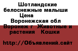 Шотландские белоснежные малыши › Цена ­ 10 000 - Воронежская обл., Воронеж г. Животные и растения » Кошки   